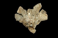 藏品(綴殼螺)的圖片